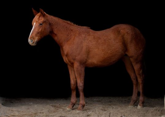 Brown horse standing against a dark background.