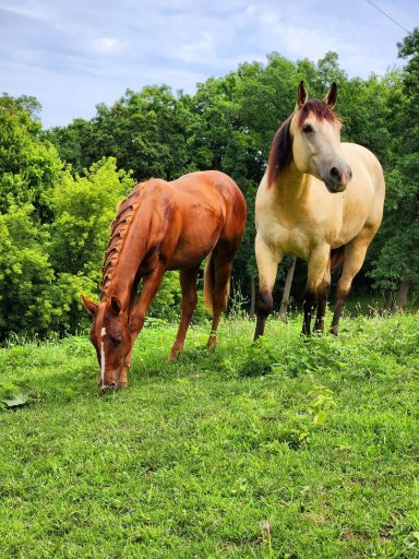 Two horses grazing on green grass in a lush outdoor setting.